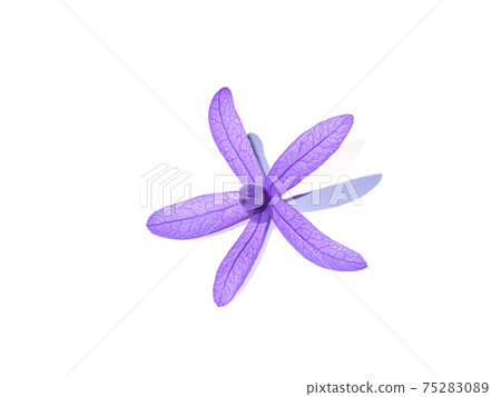 Close up of Purple Wreath Sandpaper Vine flower. 75283089