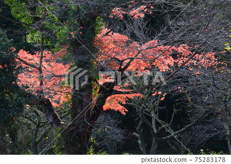I went to see Nakakamado Weeping Momiji # 75 I went to see Nakakamado Weeping Momiji # 75 75283178