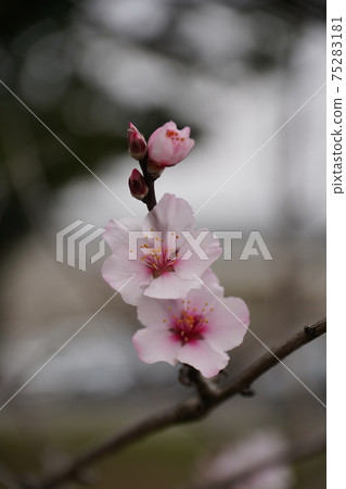 Almond 1 Almond 1 75283181