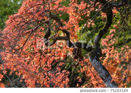 我去看中ka藤哭泣的Momiji＃72 75283184