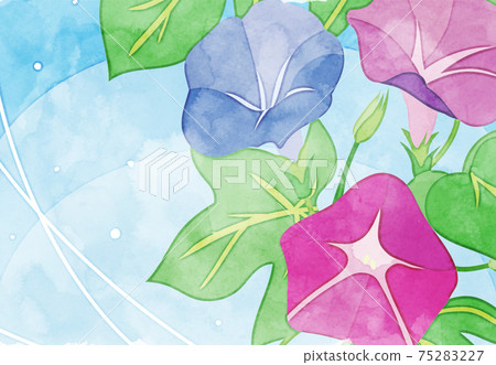 Watercolor style illustration of morning glory 75283227