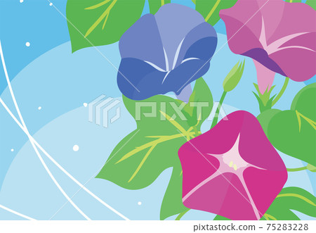 Morning glory illustration Morning glory illustration 75283228