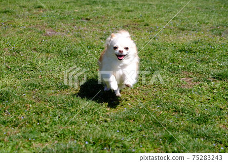 Chihuahua, a cute dog that runs happily in a dog run Chihuahua, a cute dog that runs happily in a dog run 75283243