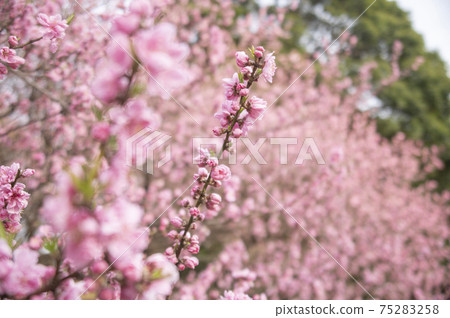 橫濱猩紅色的櫻花盛開在Shikinomori公園 75283258
