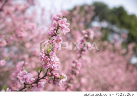 橫濱猩紅色的櫻花盛開在Shikinomori公園 75283269