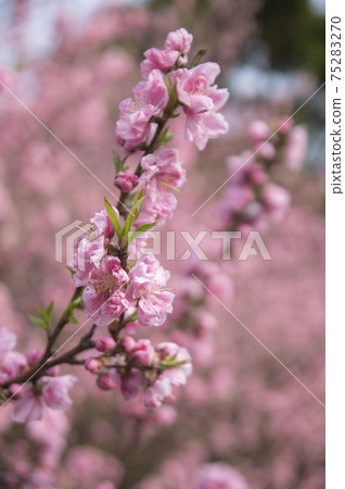 橫濱猩紅色的櫻花盛開在Shikinomori公園 橫濱猩紅色的櫻花盛開在Shikinomori公園 75283270