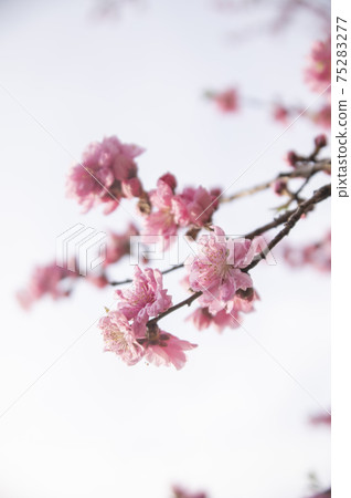 橫濱猩紅色的櫻花盛開在Shikinomori公園 75283277