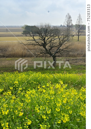 Rape blossoms with water drops blooming on the embankment of Watarase Retarding Ground Rape blossoms with water drops blooming on the embankment of Watarase Retarding Ground 75283313