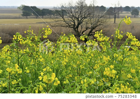 油菜開花,水滴落在Watarase緩坡路堤上 油菜開花,水滴落在Watarase緩坡路堤上 75283348