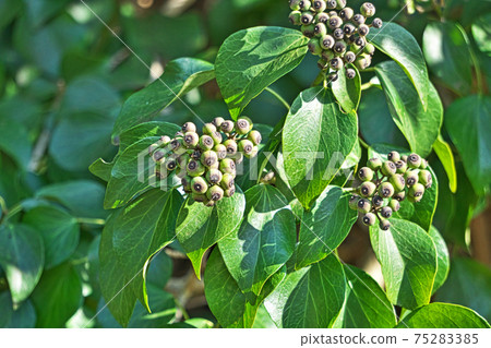 深褐色的常春藤果實 深褐色的常春藤果實 75283385