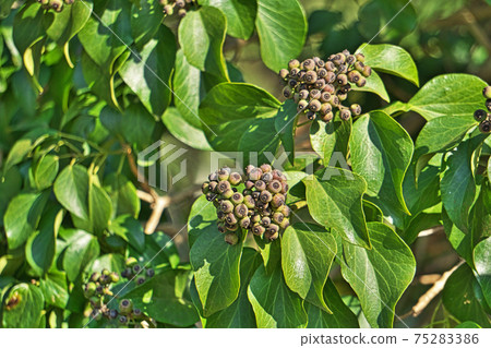 深褐色的常春藤果實 75283386