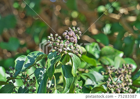 深褐色的常春藤果實 深褐色的常春藤果實 75283387
