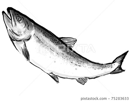 新鮮三文魚3 75283633