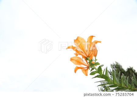 百合maculatum 75283704