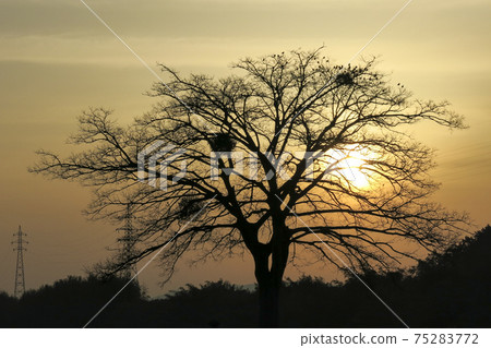 Asahi and tree silhouette 75283772