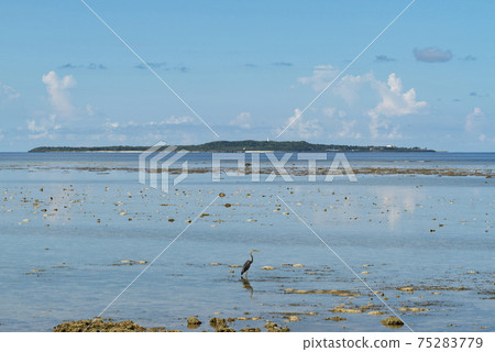 Hatoma Island and Purple Heron seen from Iriomote Island (Iriomote Island, Okinawa Prefecture) Hatoma Island and Purple Heron seen from Iriomote Island (Iriomote Island, Okinawa Prefecture) 75283779