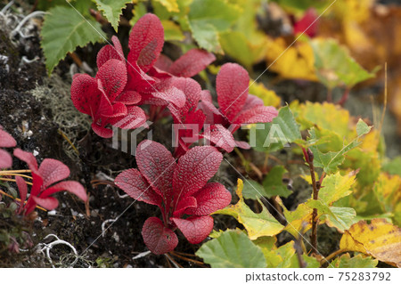 Autumn leaves of Urashima Azalea 75283792