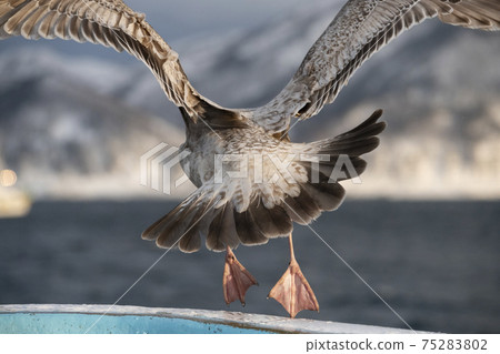 海鷗飛走了 海鷗飛走了 75283802