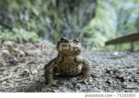 A frog standing in the middle of the road 75283805