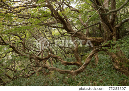Twisted Branch Forest (Ehime Prefecture) Twisted Branch Forest (Ehime Prefecture) 75283807
