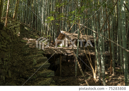 Bamboo grove and abandoned house (Ehime Prefecture) 75283808