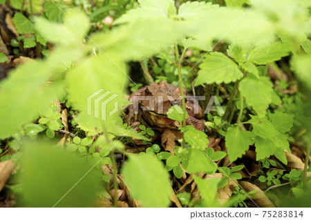 Frog hiding in the shadow of the grass Frog hiding in the shadow of the grass 75283814