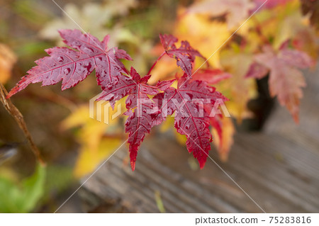 明亮的紅色楓葉 75283816