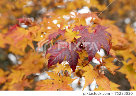 Locally red autumn leaves of Acer tschonoskii Locally red autumn leaves of Acer tschonoskii 75283820