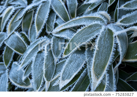 霜像竹針上的細針 75283827