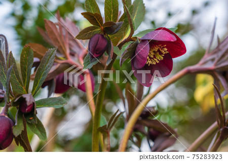 Kurobana流 75283923