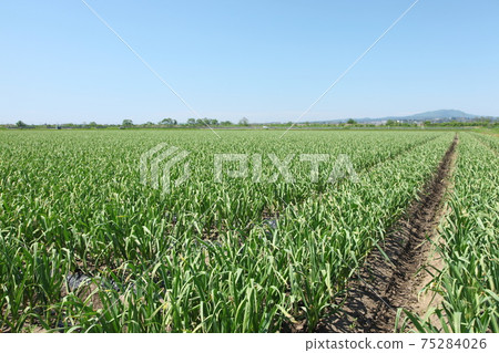 Clear blue sky and vast garlic field Clear blue sky and vast garlic field 75284026