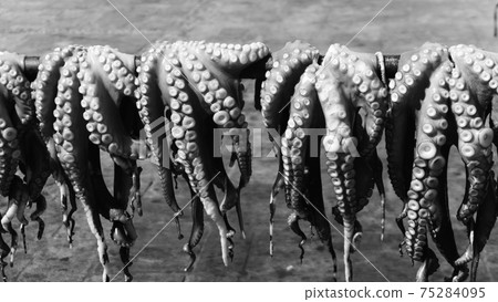Fresh octopus catch for sale on the waterfront. Fresh octopus catch for sale on the waterfront. 75284095