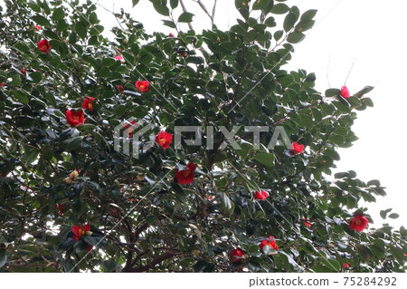 Red camellia camellia tree 75284292