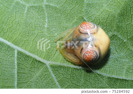 Otorino Fundamesi (female) 75284592