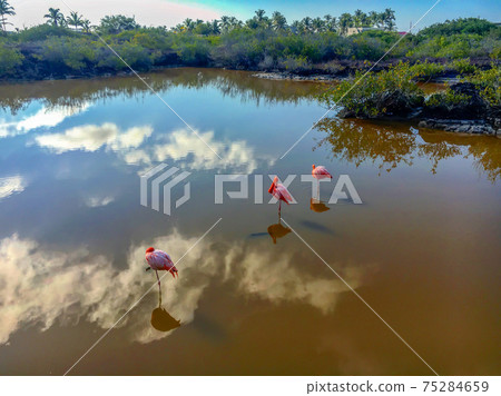 伊莎貝拉島上通往巨型烏龜繁殖中心的湖 照片素材 圖片 圖庫