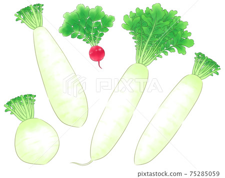 Various radishes 75285059