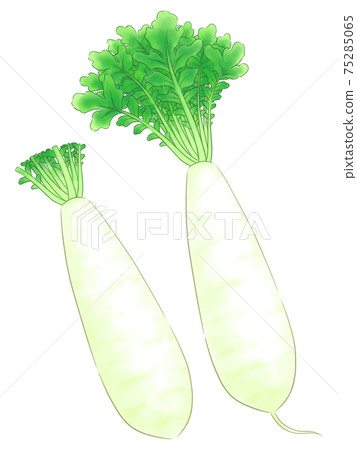 Miura Radish Stock Illustration