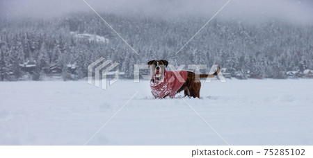 Dog playing in the snow Dog playing in the snow 75285102