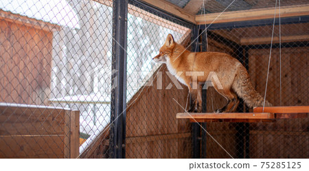 Wild red Fox sitting in a cage at the zoo. Wild red Fox sitting in a cage at the zoo. 75285125