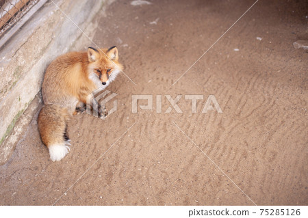 Wild red Fox sitting in a cage at the zoo.  75285126