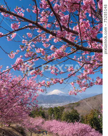 2月神奈川縣/大井町富士山和河津櫻花在大井夢之鄉 2月神奈川縣/大井町富士山和河津櫻花在大井夢之鄉 75285148