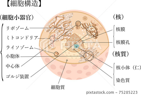 Cell structure illustration Japanese commentary Cell structure illustration Japanese commentary 75285223