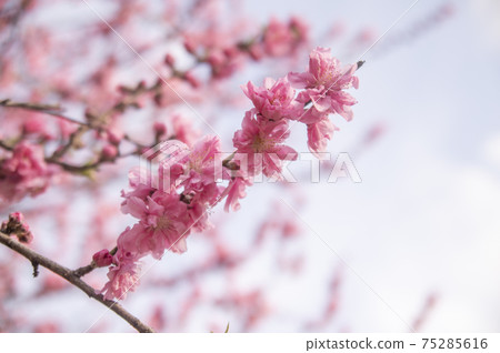 橫濱猩紅色的櫻花盛開在Shikinomori公園 橫濱猩紅色的櫻花盛開在Shikinomori公園 75285616
