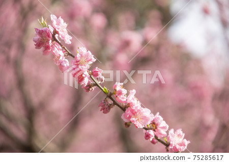 Yokohama scarlet cherry blossoms blooming in Shikinomori Park Yokohama scarlet cherry blossoms blooming in Shikinomori Park 75285617