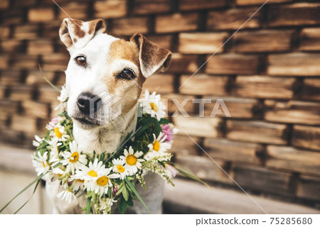 Portrait of the dog Jack Russell in wreath of summer daisies on the background of wooden house Portrait of the dog Jack Russell in wreath of summer daisies on the background of wooden house 75285680