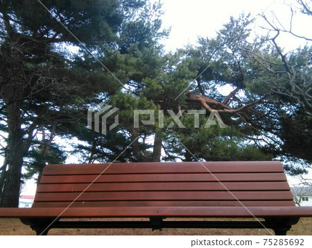 Pictures of trees and benches Pictures of trees and benches 75285692
