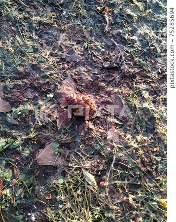 Photograph of pine cones and the ground Photograph of pine cones and the ground 75285694