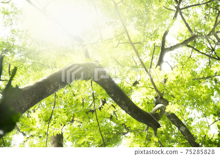 Sunlight And Fresh Green leaves glowing in green forest. Sunlight And Fresh Green leaves glowing in green forest. 75285828