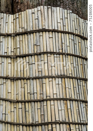 竹籬笆包裹著一個巨大的樹幹 75286005