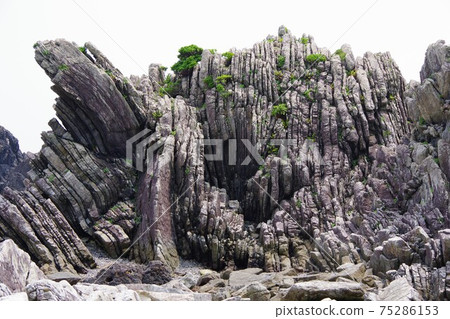 在高知縣室戶角海角海岸看到的濁質層 75286153
